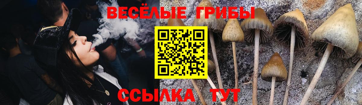 Псилоцибиновые грибы Psilocybe Дзержинск